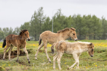 young Icelandic horse running in a field of yellow flowers