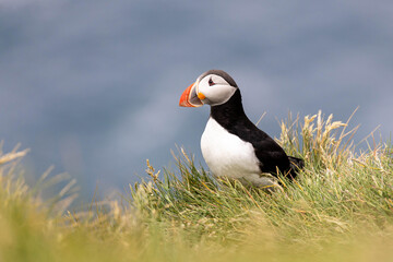 atlantic puffin