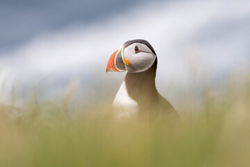portrait of an atlantic puffin