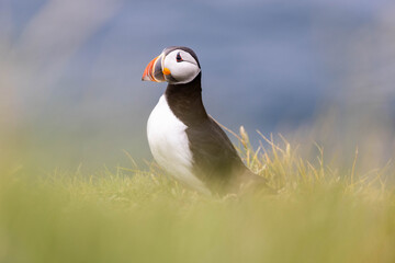 puffin side portrait