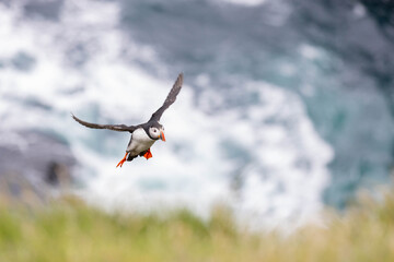 puffin just about to land