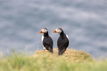 zwei Papageintaucher auf der Klippe, puffins