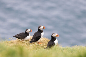 atlantic puffin trio