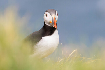 atlantic puffin