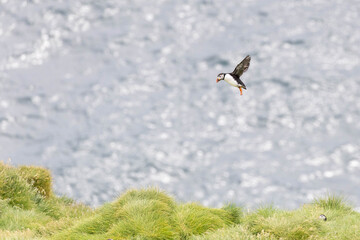 atlantic puffin in flight, just about to land on a cliff
