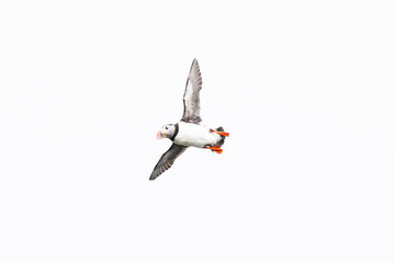 atlantic puffin in flight