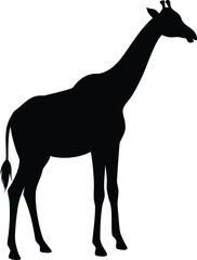 Fototapeta premium Silhouette of a giraffe standing tall, showcasing its long neck and distinctive body shape against a white background.