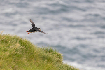 atlantic puffin in flight