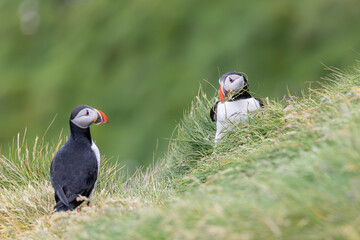 puffin collecting gras for the nesting and breeding place