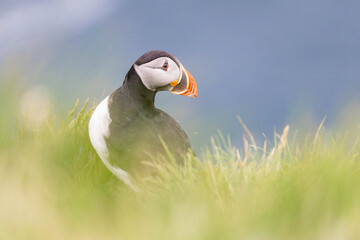 atlantic puffin