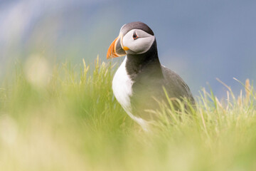 atlantic puffin in high gras