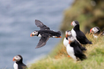 atlantic puffin in flight