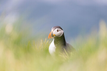 atlantic puffin