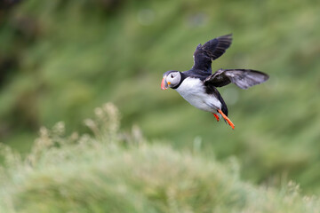 atlantic puffin in flight