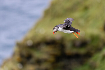 atlantic puffin in flight