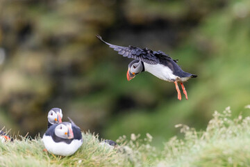 atlantic puffin landing by the colony