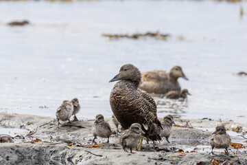 female common eider duck with her chicks	