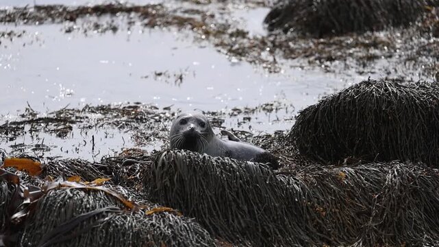 a seal close to the coast in Iceland