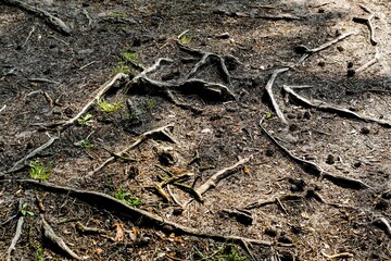 Exposed tree roots on a dry forest path with scattered pinecones and patches of grass. The textured surface creates a natural abstract pattern.