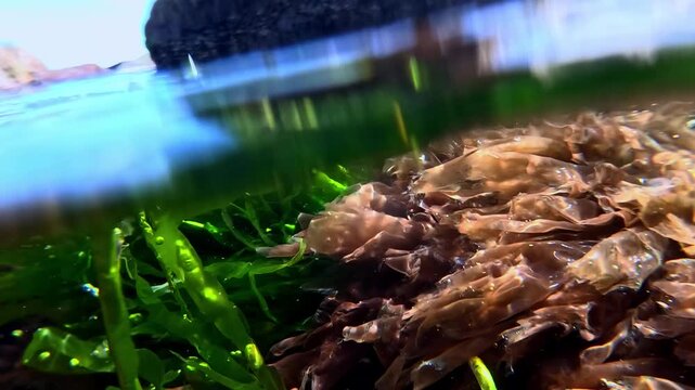 Underwater view in the Black Sea, different algae on rocks in clean transparent water in spring