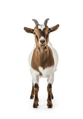 Fototapeta premium chèvre en gros plan
