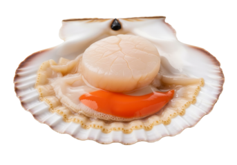 coquille saint-jacques cru