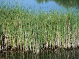 Young Cattails Growing Along the Edge of a Pond at Sawhill Ponds Trail, Boulder, Colorado