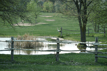 Stork Stands near Wooden Fence by Wetland Pond in Spring Meadow