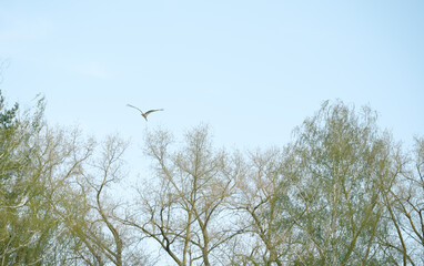 Stork Soaring Above Deciduous Tree Branches Against a Pale Blue Sky