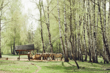 Herd of Horses Eating Hay in a Forest of White Birch Trees on a Spring Day