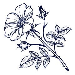 vector illustration of moss rose