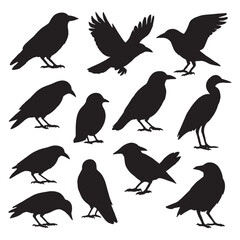 Silhouette Collection of Majestic Crows in Various Poses A Study in Dark Avian Forms and Minimalist Design