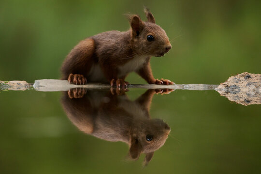 squirrel drinking from a calm lake in serene forest setting