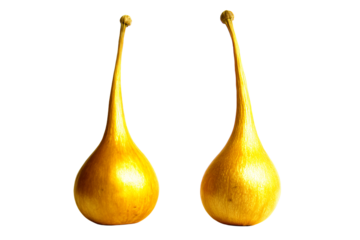 a pair of golden gourds on a white background