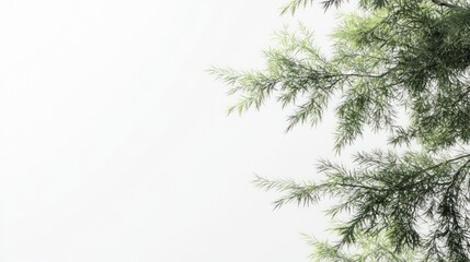 Obraz premium Light-filled branches against a pale sky