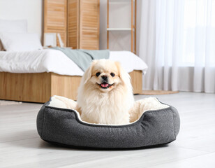Happy Pekingese Dog Relaxing Comfortably in a Cozy Bed at Home, Smiling.