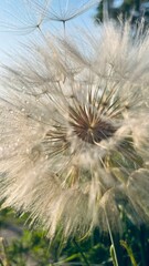 dandelion