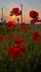 poppies