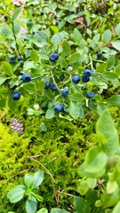 blueberries