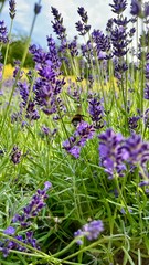 lavender