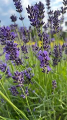 lavender