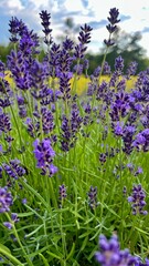 lavender