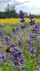 lavender