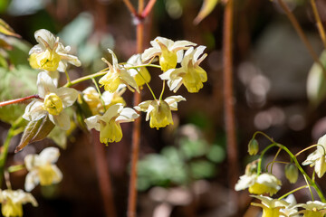 Close up of epimedium x versicolor flowers in bloom