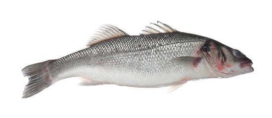 Fresh raw seabass fish isolated on white. Organic seafood