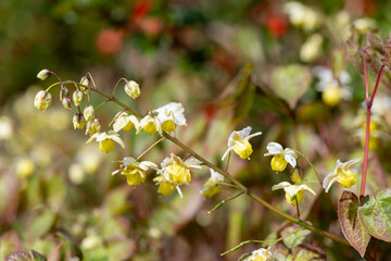 Close up of epimedium x versicolor flowers in bloom