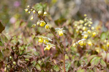 Close up of epimedium x versicolor flowers in bloom