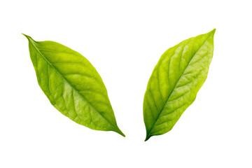 Obraz premium two green leaves are shown on a white background