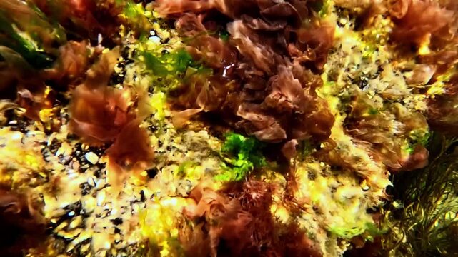 Underwater landscape, brown, red and green algae on rocks near the shore, Black Sea