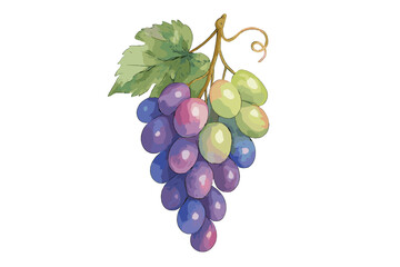Fototapeta premium Watercolor Grapes Bunch Illustration, Hand-Painted Botanical Fruit Cluster, Realistic Vine Leaf, Multicolored Juicy Grapes, Transparent Background, Natural Food Art, Vineyard Harvest Concept